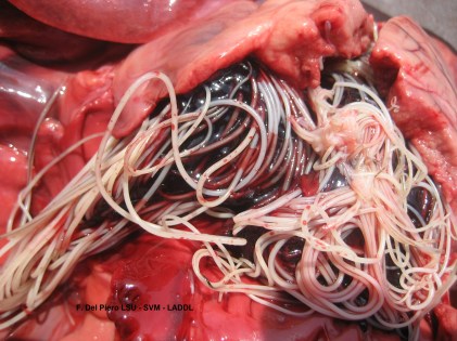 CN dog heartworm heart lung Dirofilaria extreme L1210253 FDP (11)