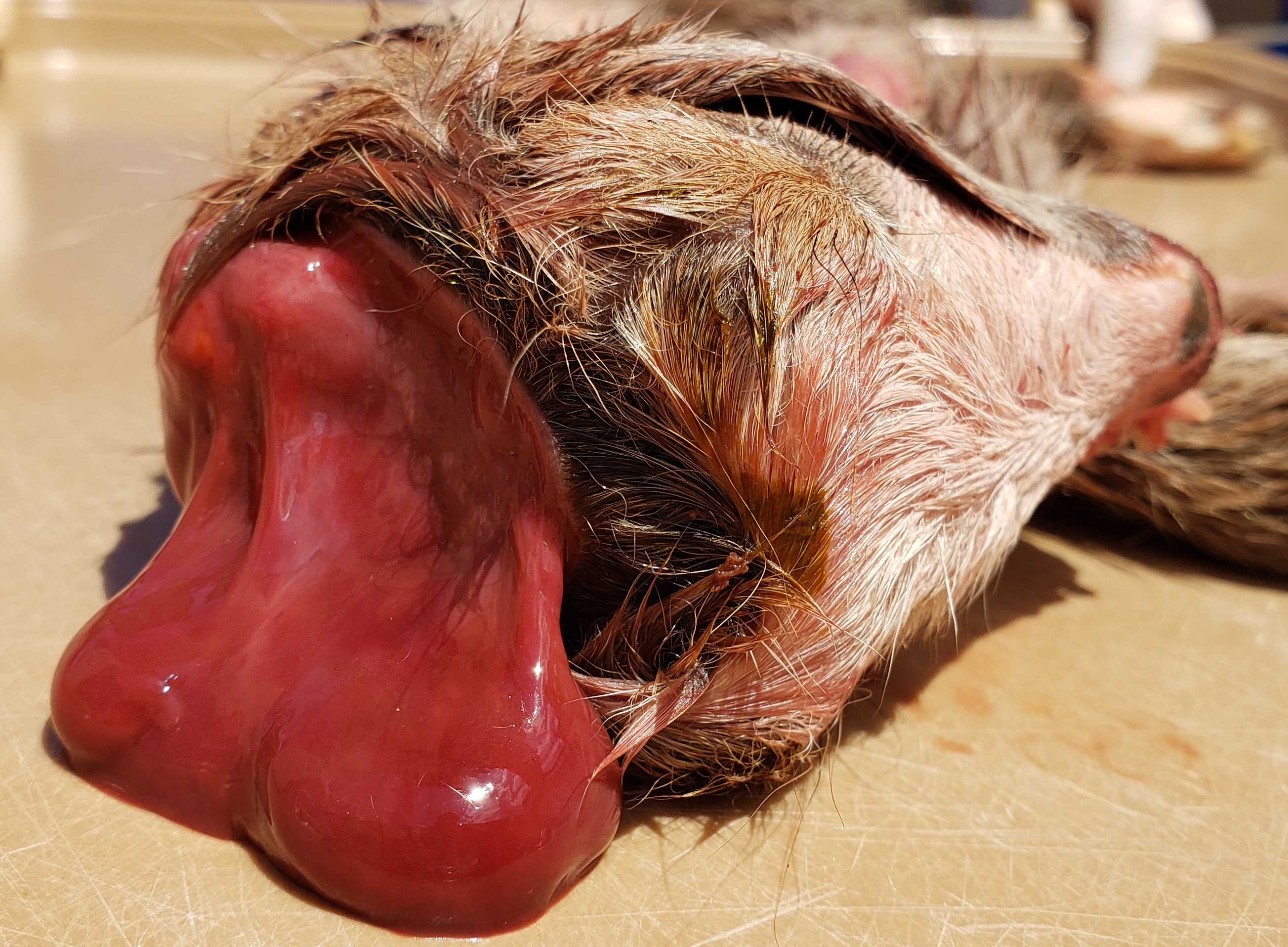 CPR newborn goat hydranencephaly + cervical vertebral malformation L2006165 FDP (4) crop