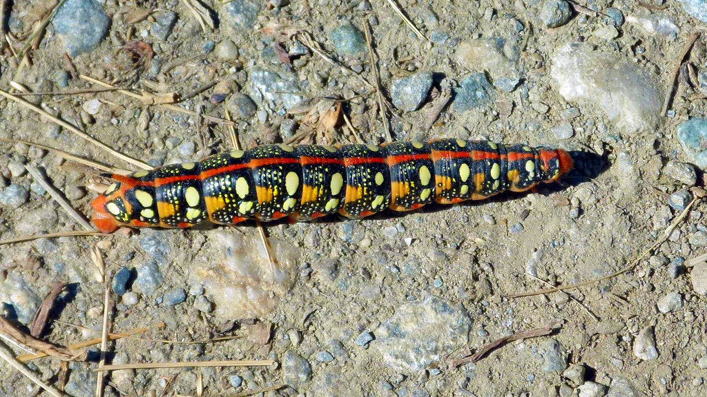 29582599633_0fcd0ab11b_b