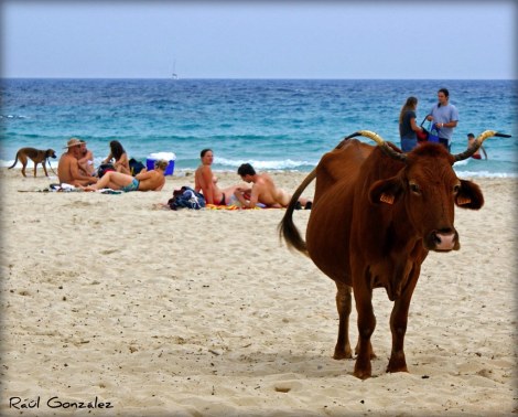 4075575319_17508c8640_b